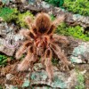 TARANTULA